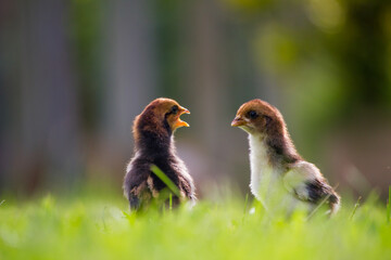 Two brown chicks on the grass floor in the farm