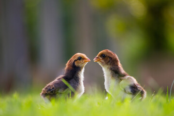 Two chicks on the grass field in the farm