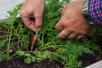 Organic vegetable cultivation with a bunch of natural carrots in the hands of the farmer