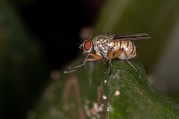 House Fly of the Tribe Coenosiini