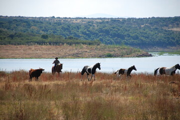 herd of horses