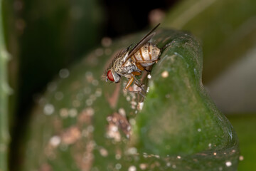 House Fly of the Tribe Coenosiini