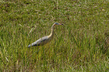 Whistling Heron of the species Syrigma sibilatrix