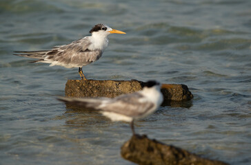 Greater Crested Tern at Busaiteen coast, Bahrain. Selective focus on the back.