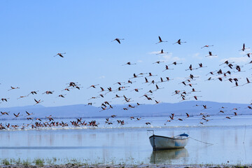 Bird Paradise 