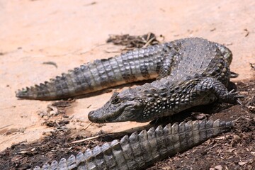 Fototapeta premium Crocodilo