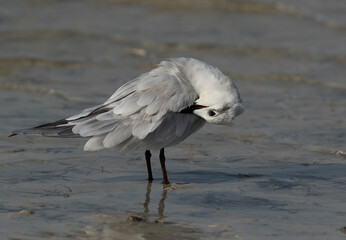Gull-billed tern preening at Busaiteen coast, Bahrain