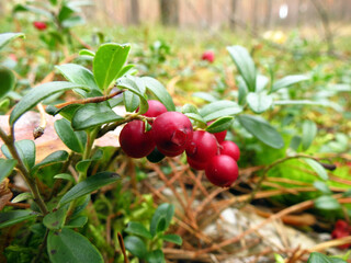 red berries of a cranberry