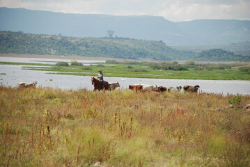 horses on the lake