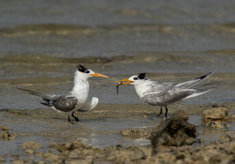 A Greater Crested Tern trying to offer fish, Bahrain