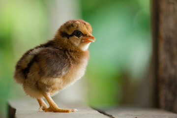 baby chicken in the farm