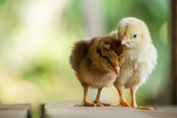 Yellow and brown chicken or chick on natural background in the farm