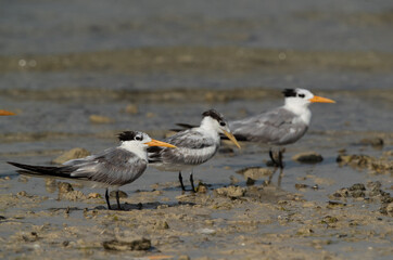 Greater Crested Terns at Busaiteen coast, Bahrain