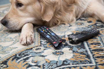 The dog is lying with gnawed TV remotes and a gnawed phone.