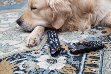 The dog is lying with gnawed TV remotes and a gnawed phone.