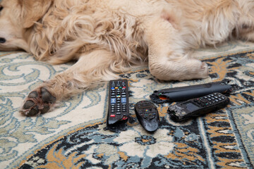 The dog is lying with gnawed TV remotes and a gnawed phone.