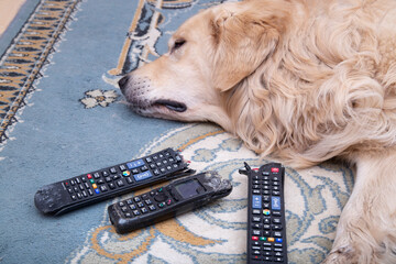 The dog is lying with gnawed TV remotes and a gnawed phone.