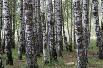 Birch Grove