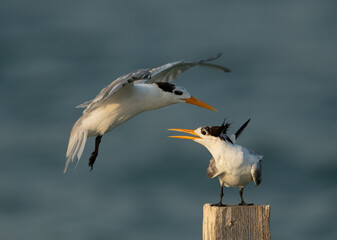 A Greater Crested Tern approaching other at Busaiteen coast, Bahrain