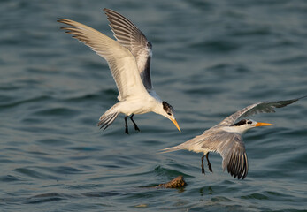 Greater Crested Tern pushing other at Busaiteen coast, Bahrain
