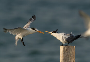 Greater Crested Tern fight to perch at Busaiteen coast, Bahrain