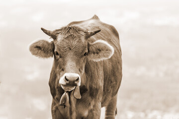 Allgäu - Kuh - rustikal - niedlich - Hörner - Sepia