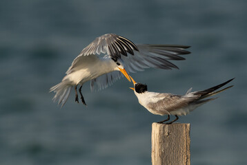 Greater Crested Tern face to face for wooden log at Busaiteen coast, Bahrain