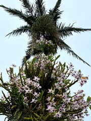 Flowers and gardens