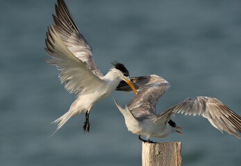 Greater Crested Tern pushing other to perch at Busaiteen coast, Bahrain