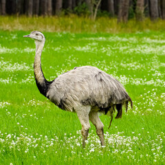 A wild Rhea in Germany