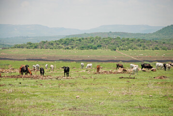 Naklejka premium herd of cows in a field