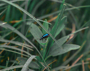 Closeup of a Dragonfly in the grass.