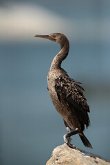 Portrait of a Socotra cormorants at Busaiteen coast, Bahrain
