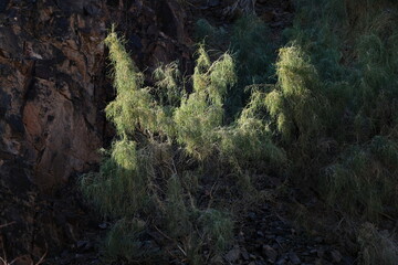 Obraz premium Shrubs grow along the gorge in the Charyn canyon.