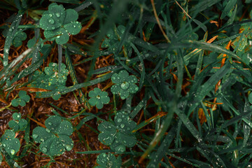 green moss on the ground