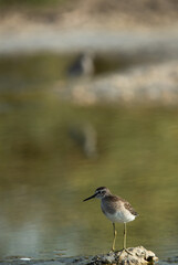 Portrait of a  Wood Sandpiper at Asker marsh, Bahrain