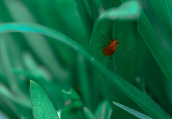 ladybug on leaf