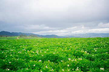 paisaje de clina en campo temporada de lluvia 