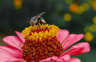 Blue bee on a flower