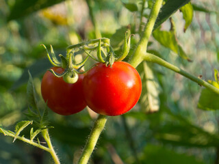 ripe juicy tomatoes on a branch