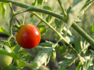 ripe juicy tomatoes on a branch