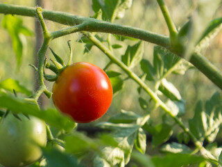 ripe juicy tomatoes on a branch
