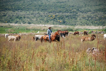 Obraz premium cows in the field