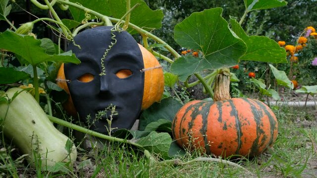 Pumpkins in the garden are decorated for Halloween. Pumpkin in a black face mask. Mass produced mask. Autumn wind.