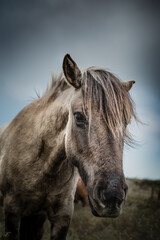Obraz premium Portrait eines Pferdes mit stehendem Ohr vor blauem Himmel. Zeeland, Niederlande