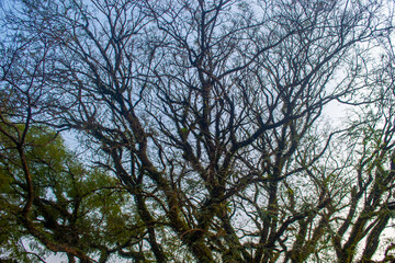 Tree with many branches in the sky