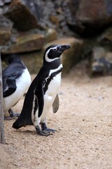 Fototapeta premium Pinguim