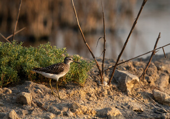 Wood Sandpiper at Asker marsh, Bahrain
