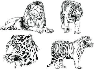 vector drawings sketches different predator , tigers lions cheetahs and leopards are drawn in ink by hand , objects with no background