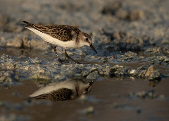 Little Stint at Asker marsh with reflection on water, Bahrain